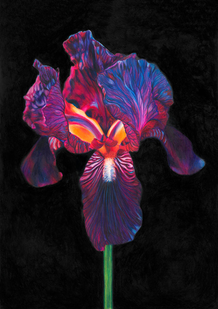 Fine art print - Iris of the Night