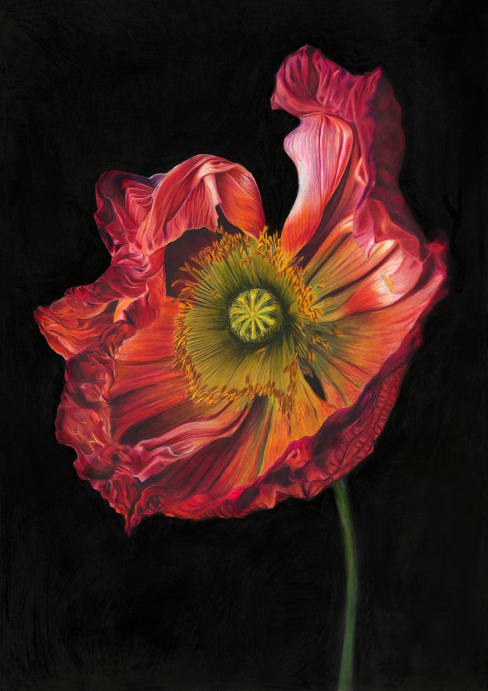 A3 Fine Art Print - Radiance in bloom