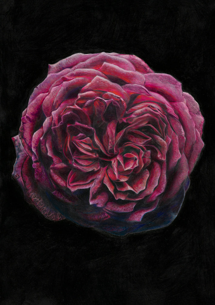 Fine art Print - Eclipse In Bloom