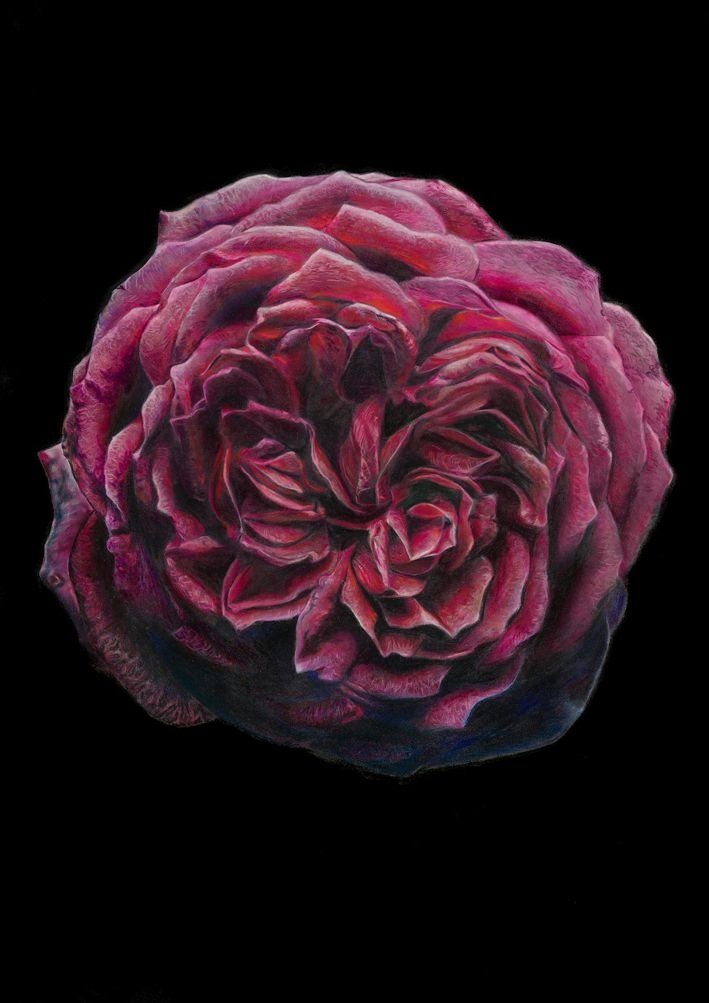 Eclipse in Bloom, coloured pencil drawing by Stephanie Anne