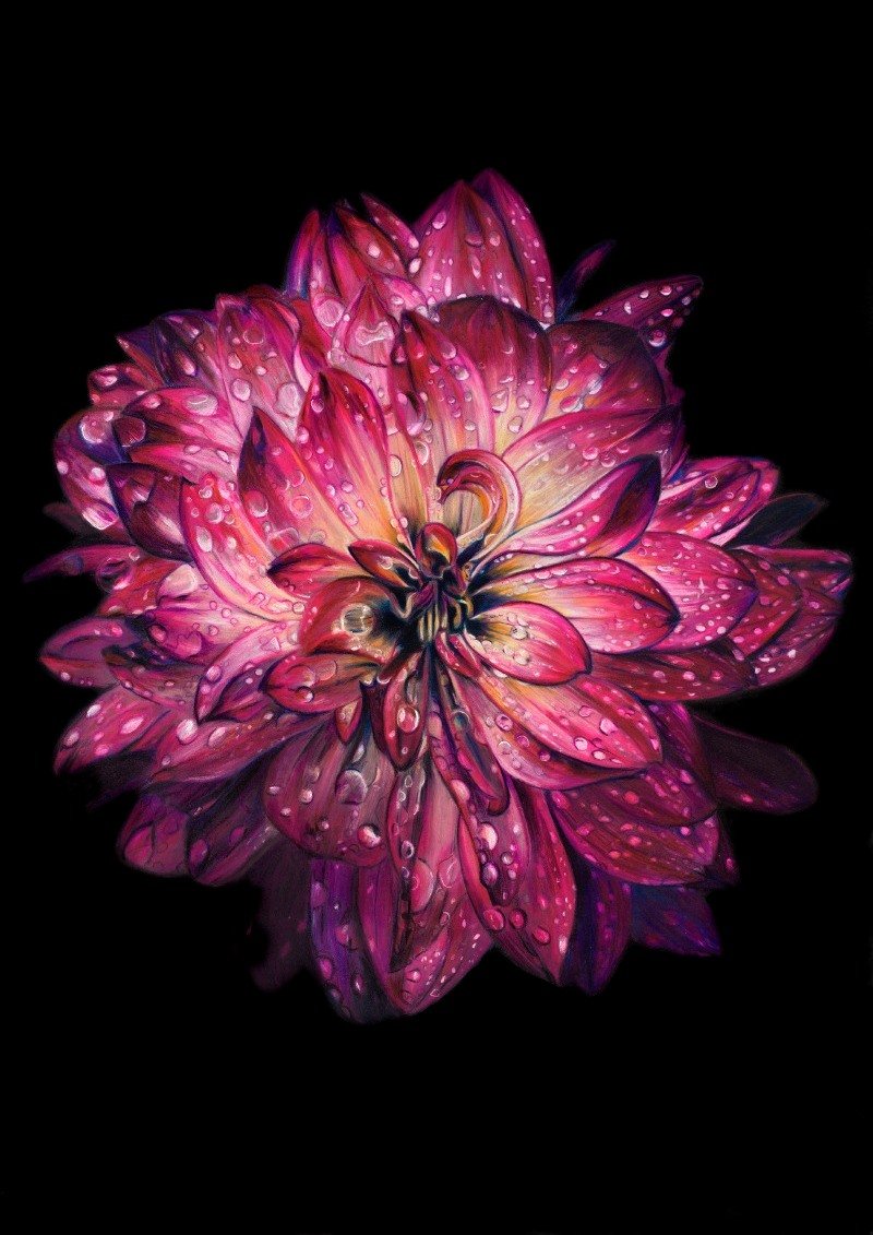 From the Shadows She Blooms, coloured pencil drawing by Stephanie Anne