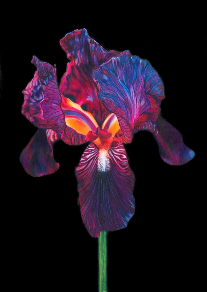 Iris of the Night, coloured pencil drawing by Stephanie Anne