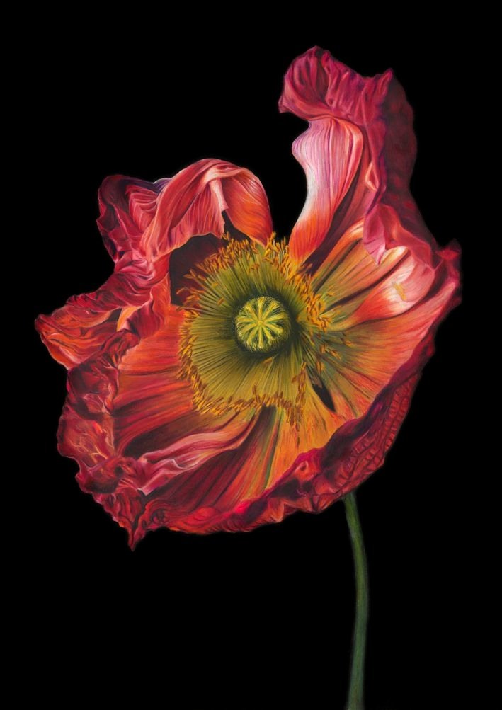 Radiance in Bloom, coloured pencil drawing by Stephanie Anne