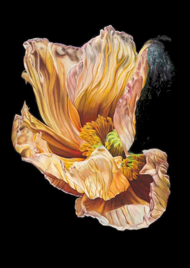 Yellow poppy (untitled), coloured pencil drawing by Stephanie Anne